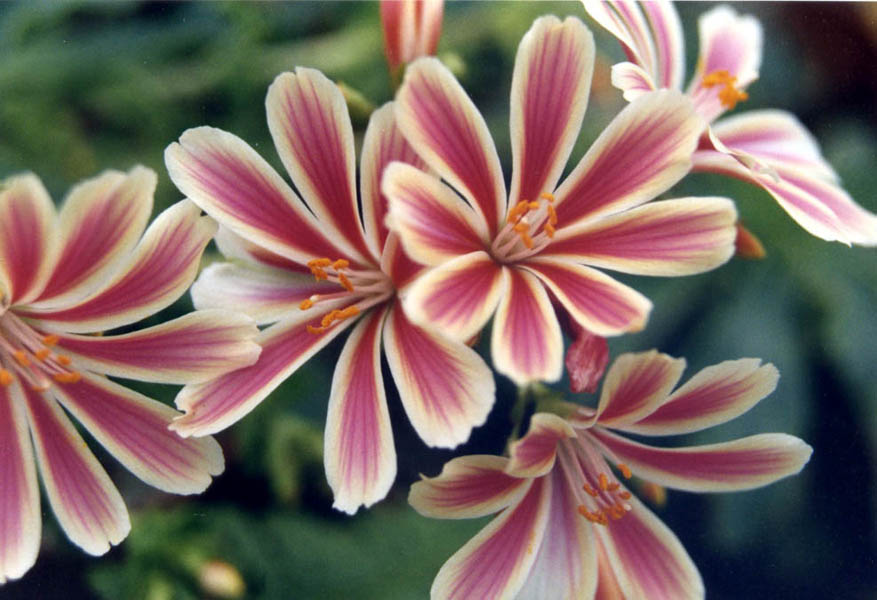 Lewisia cotyledon 'Sunset strain' photo